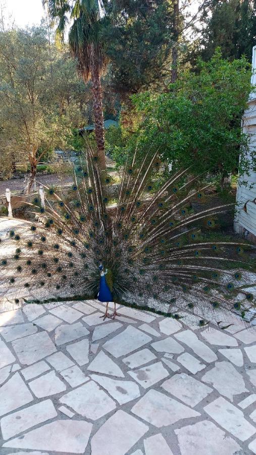 Angels Garden Hotel Kumluca Kültér fotó